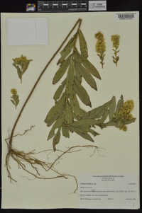 Solidago petiolaris image