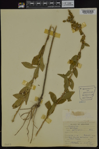 Solidago petiolaris image