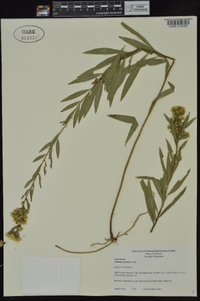 Solidago petiolaris image