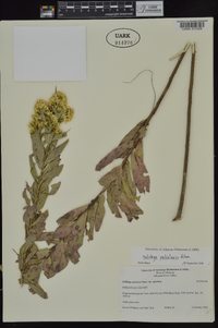 Solidago petiolaris image