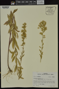 Solidago petiolaris image