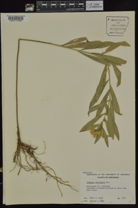 Solidago petiolaris image