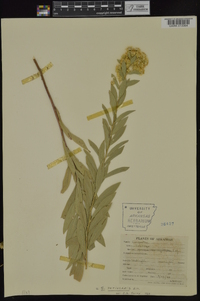 Solidago petiolaris image