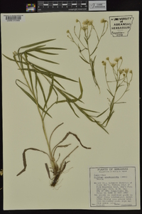 Solidago ptarmicoides image