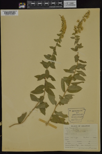 Solidago radula image