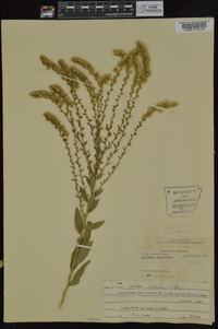 Solidago radula image