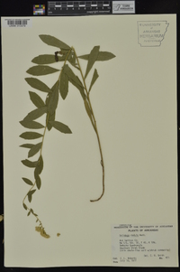 Solidago radula image