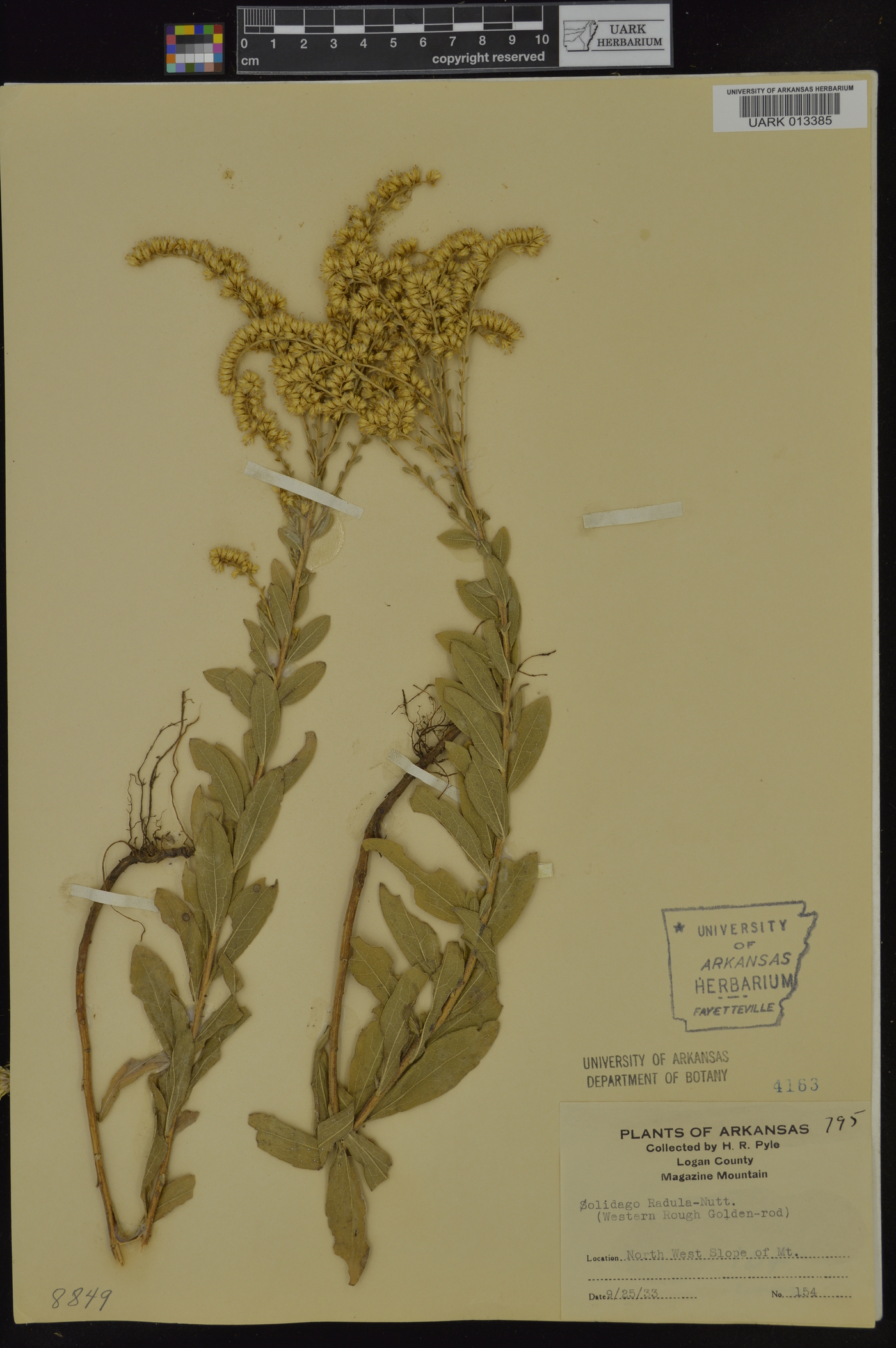 Solidago radula image