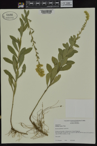 Solidago radula image