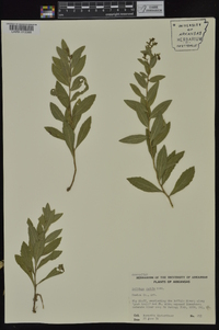 Solidago radula image