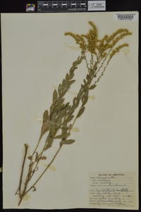 Solidago radula image