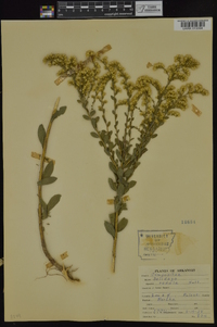 Solidago radula image