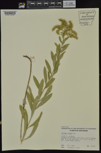 Solidago radula image