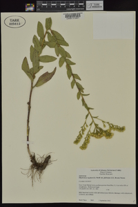 Solidago rigida var. glabrata image