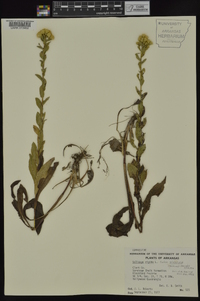 Solidago rigida subsp. glabrata image