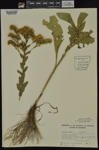 Solidago rigida subsp. rigida image