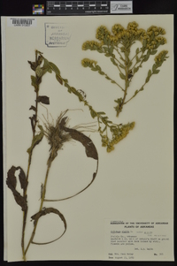 Solidago rigida image