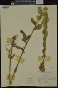 Solidago rigida subsp. rigida image