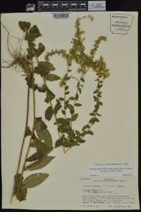 Solidago rugosa subsp. aspera image