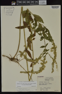 Solidago rugosa subsp. aspera image