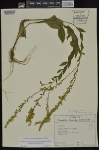 Solidago rugosa subsp. aspera image