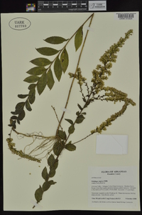 Solidago rugosa subsp. aspera image