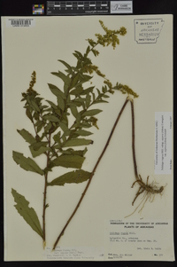 Solidago rugosa subsp. aspera image