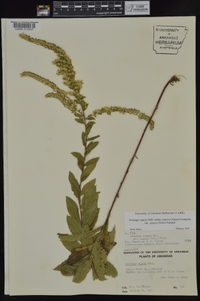 Solidago rugosa subsp. aspera image