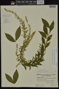 Solidago rugosa subsp. rugosa image