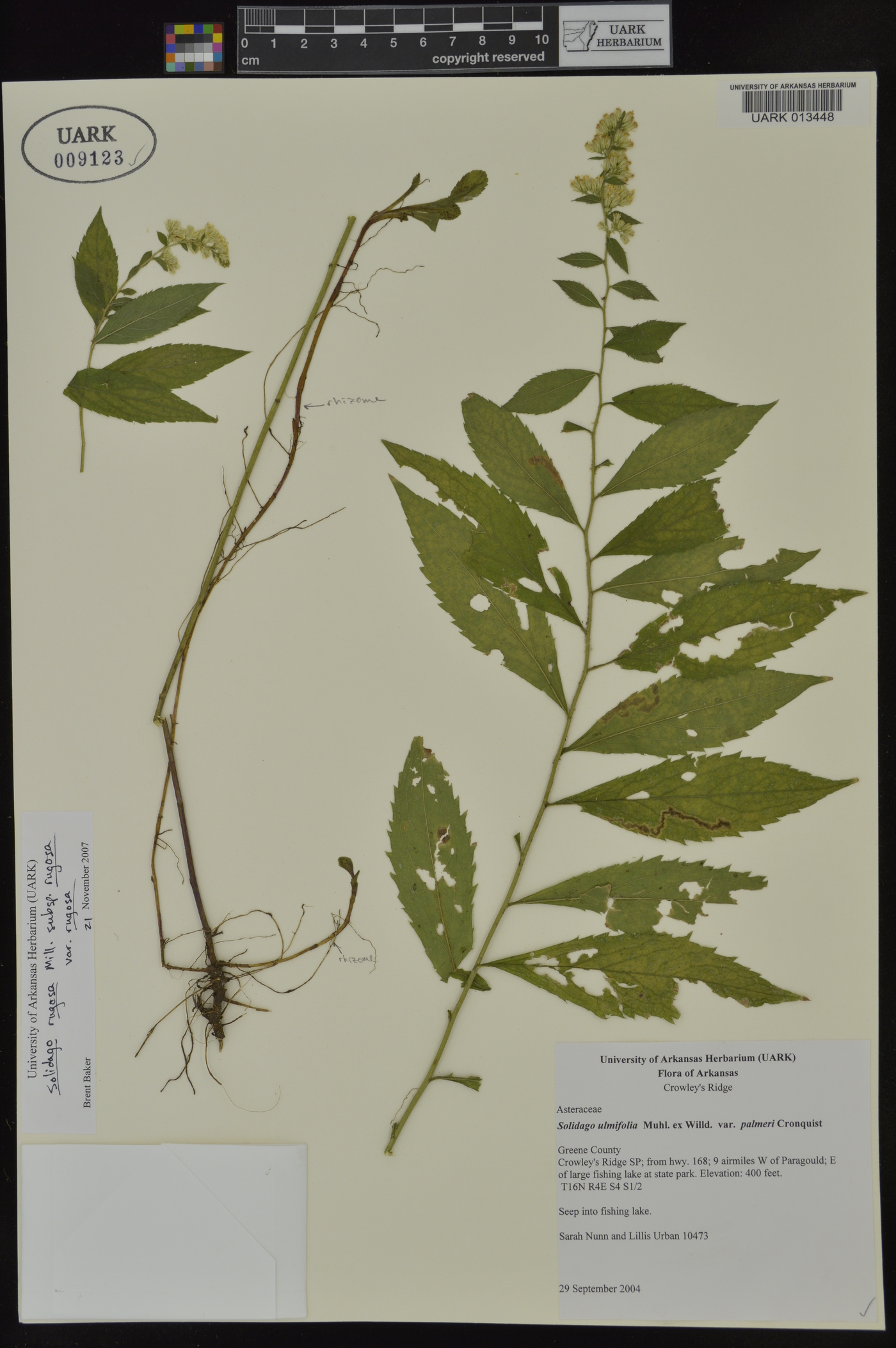 Solidago rugosa subsp. rugosa image