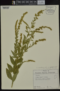 Solidago ulmifolia var. palmeri image