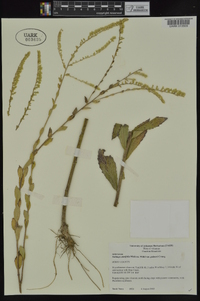 Solidago ulmifolia var. palmeri image