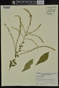 Solidago ulmifolia var. palmeri image