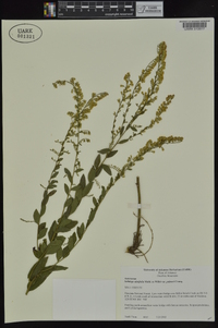 Solidago ulmifolia var. palmeri image