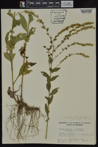 Solidago ulmifolia var. ulmifolia image