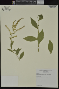 Solidago ulmifolia var. ulmifolia image