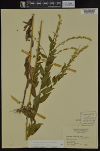 Solidago ulmifolia var. ulmifolia image