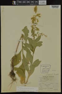 Solidago ulmifolia var. ulmifolia image