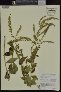 Solidago ulmifolia var. ulmifolia image