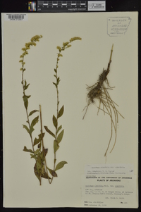 Solidago ulmifolia var. ulmifolia image