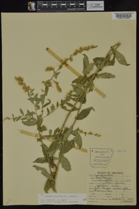 Solidago ulmifolia var. ulmifolia image