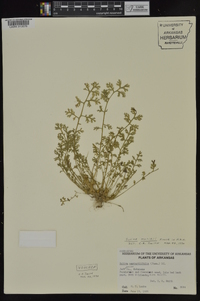 Soliva anthemifolia image