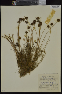 Thelesperma filifolium image