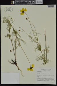 Thelesperma filifolium image