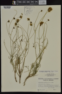 Thelesperma megapotamicum image