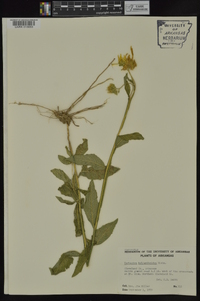 Verbesina helianthoides image