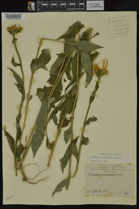 Verbesina helianthoides image