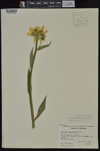 Verbesina helianthoides image