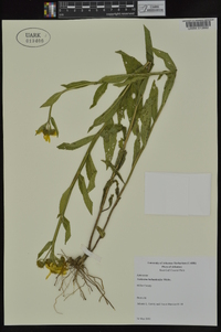 Verbesina helianthoides image