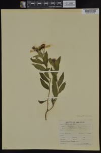 Vernonia baldwinii image